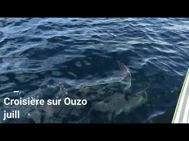 Film Ouzo dauphins 2020 ILORIA BD