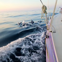 Calidris golfe dauphins 2 L