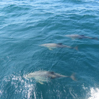 Traversée dauphins